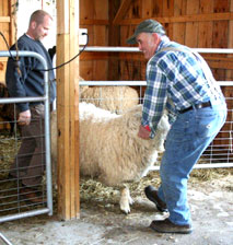 Shearing